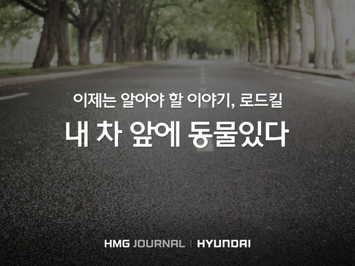 [HMG 저널] 이제는 알아야 할 이야기, 로드킬
